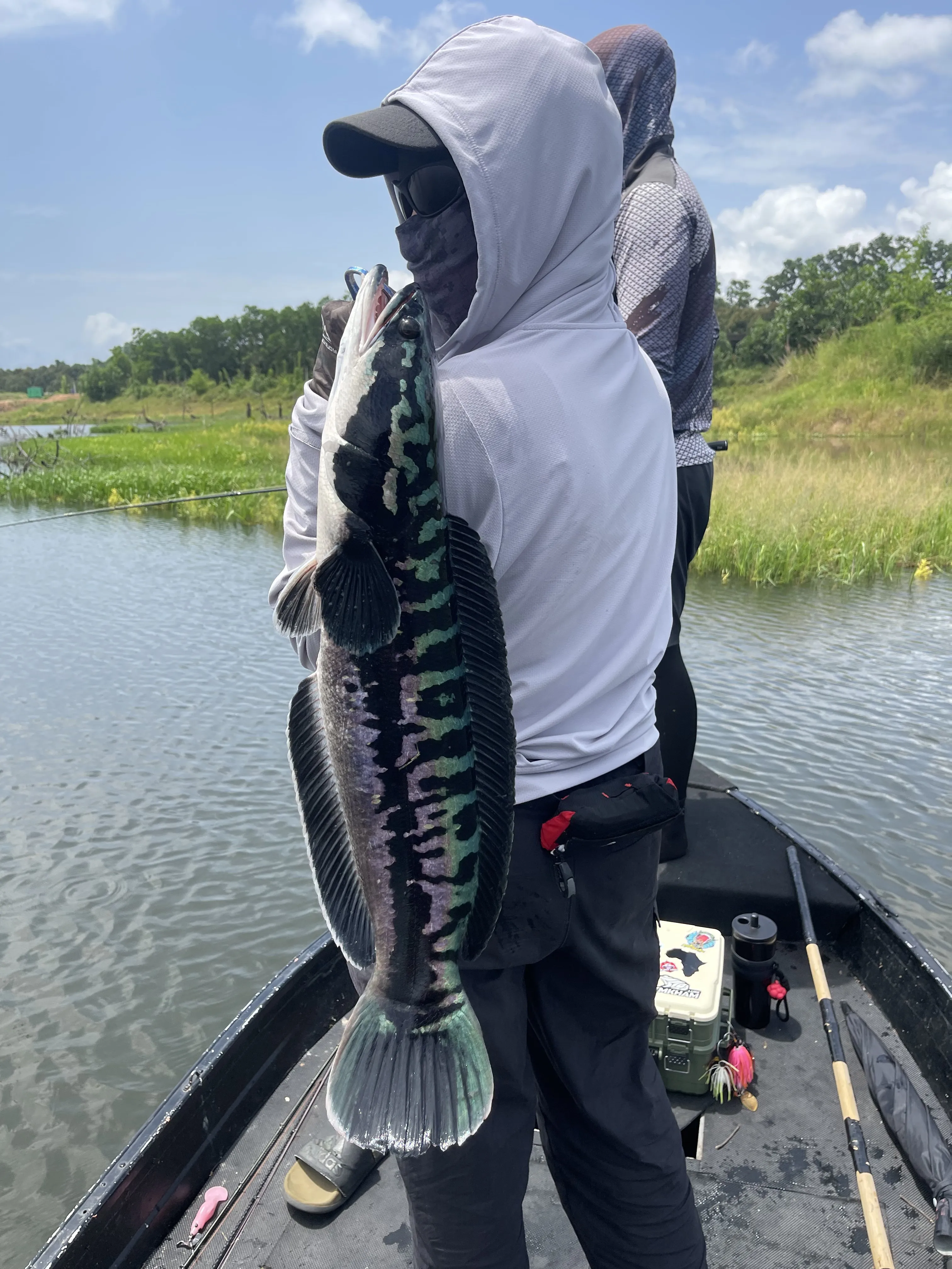 Locating an active giant snakehead fryball on the reservoir
