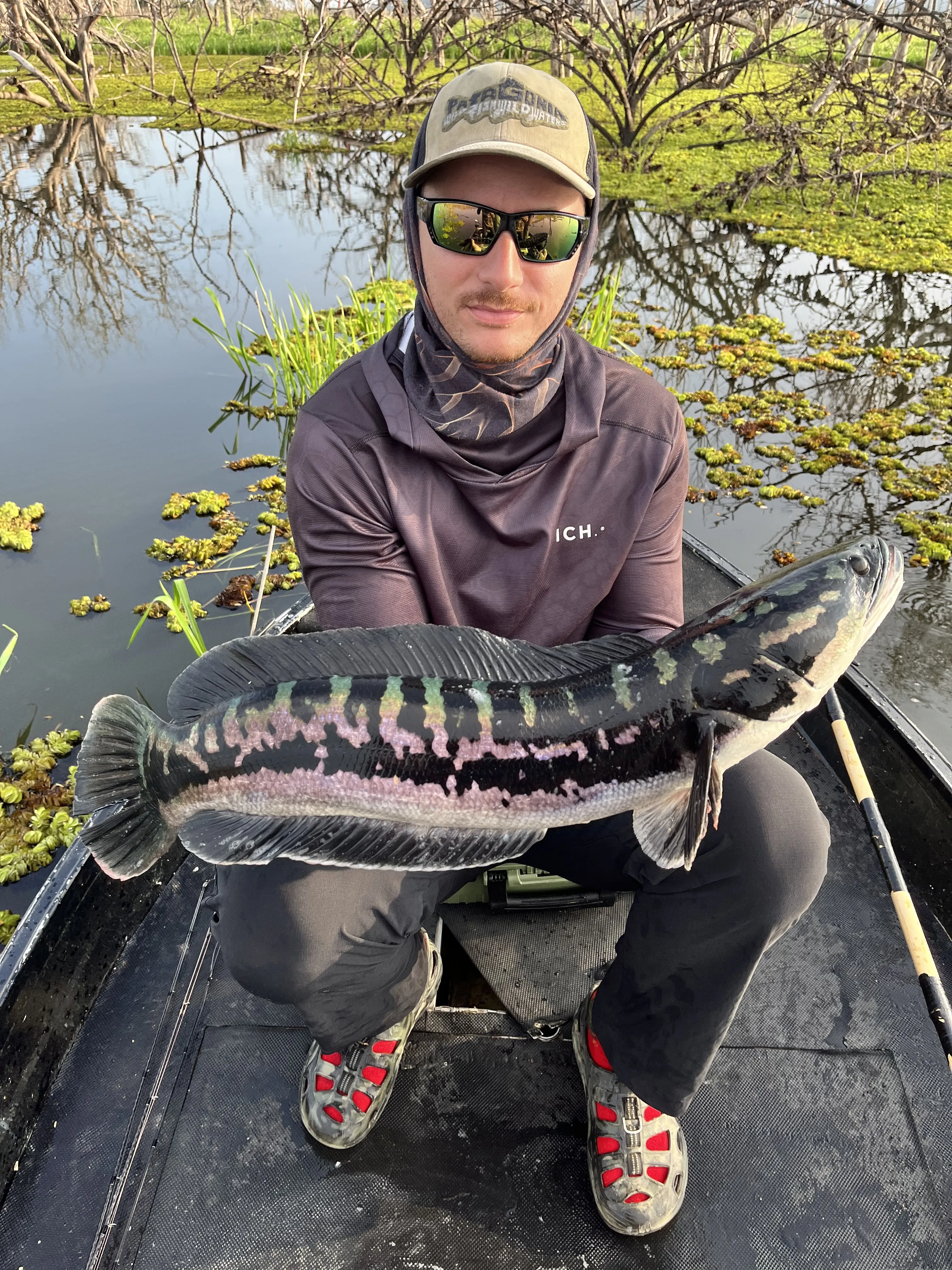 Fishing for giant snakehead during the rainy-season fryball period in Thailand