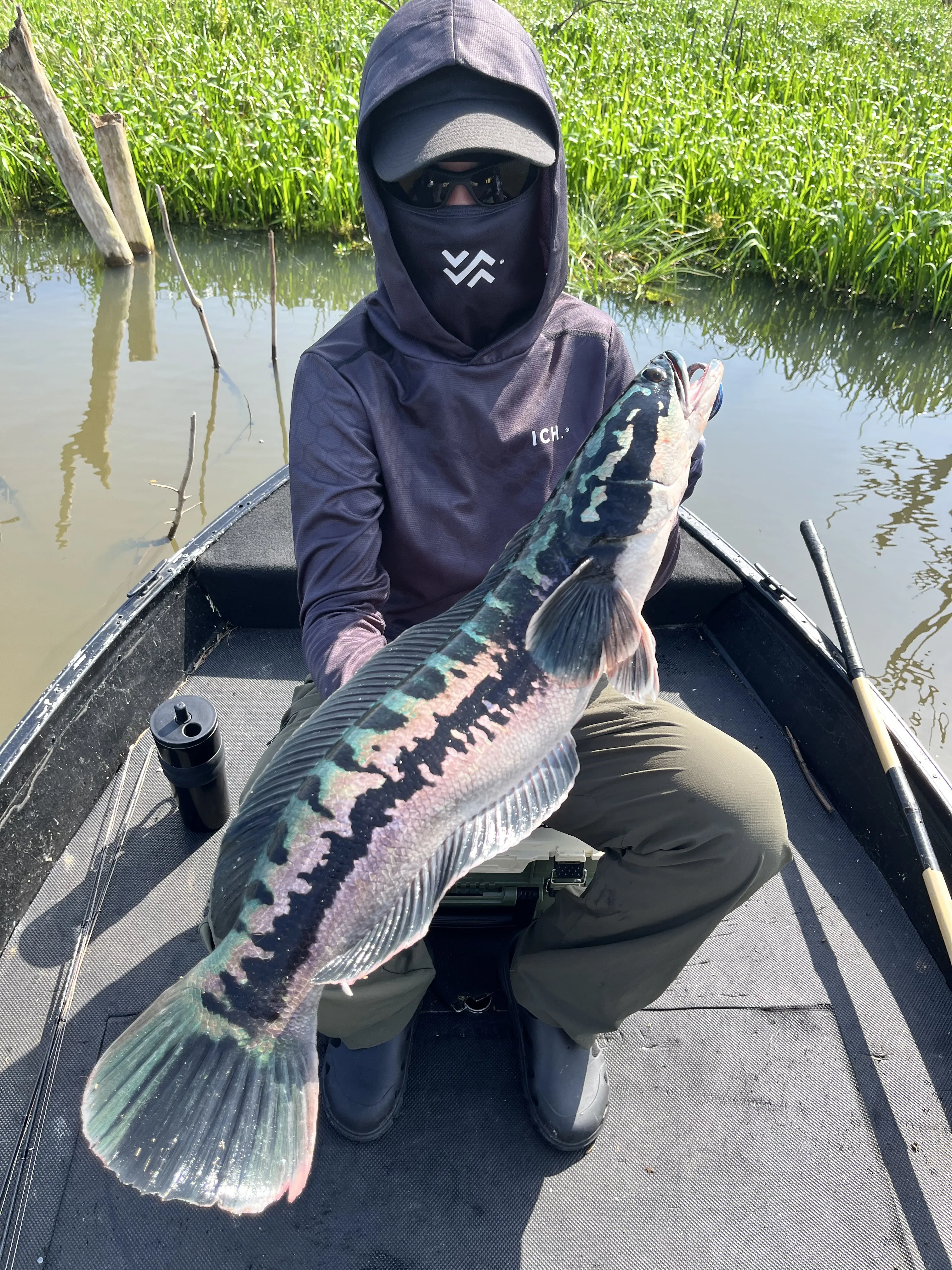 One of ten giant snakehead landed over a two-day fryball fishing trip