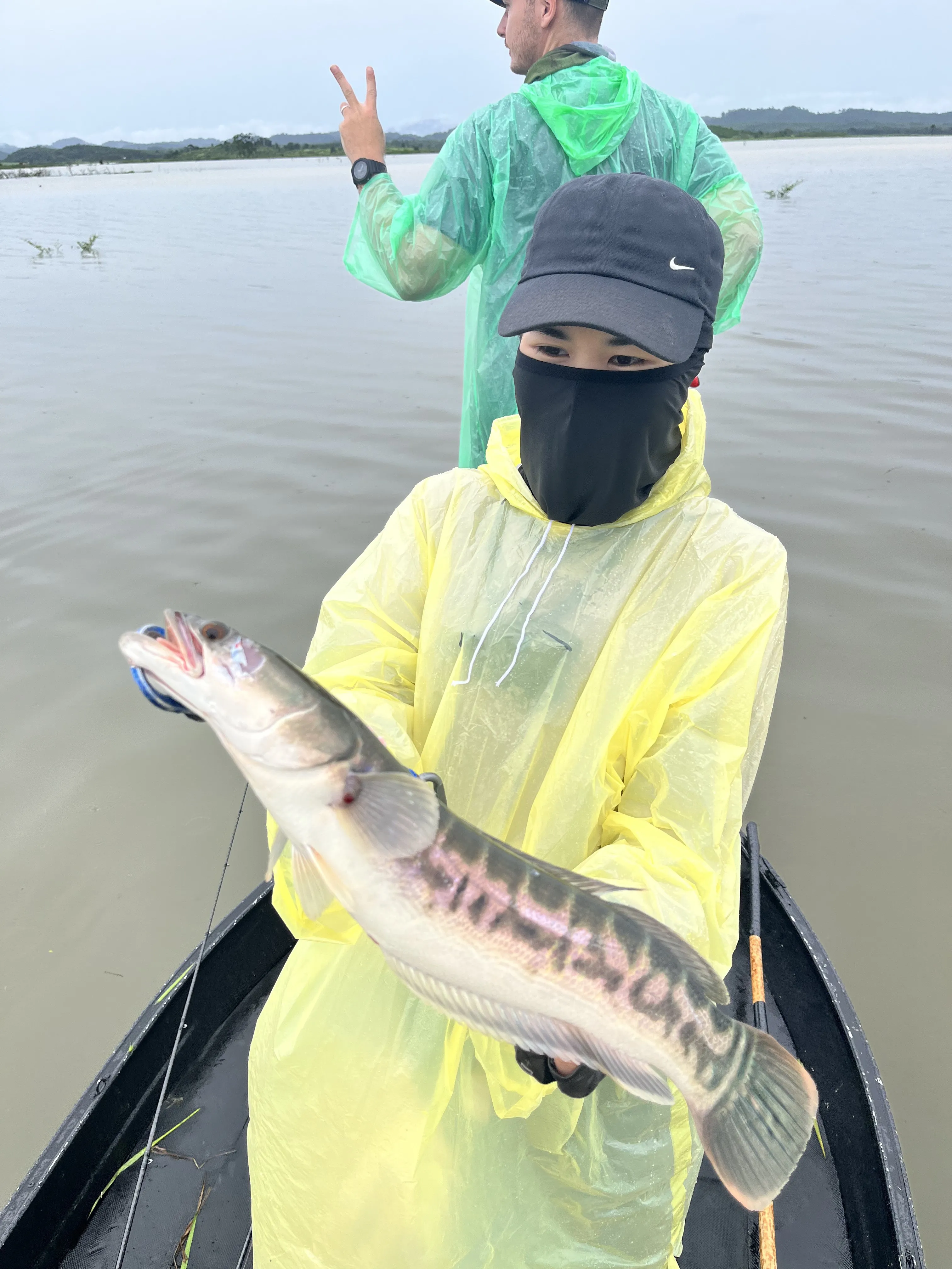 A predatory fish caught near a giant snakehead fryball at Pa Kret