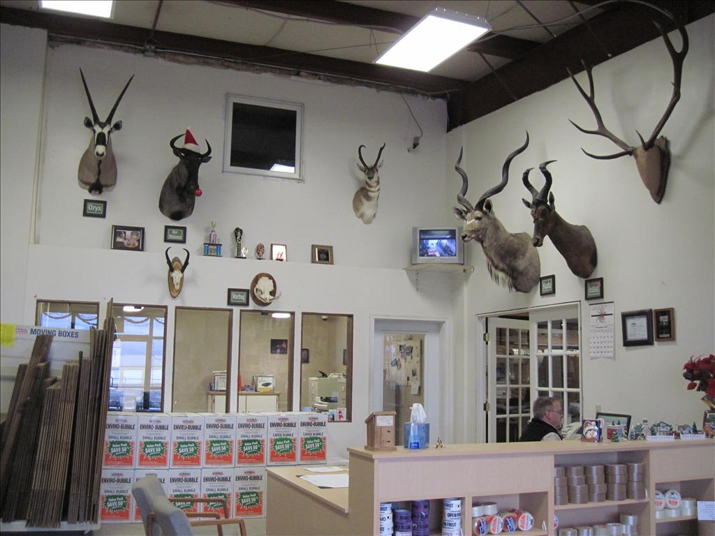 Office interior with various mounted animal heads on walls, storage boxes, and a man working behind a desk.