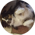 Small black, white, and brown dog lying on its back with paws up on a floor mat.