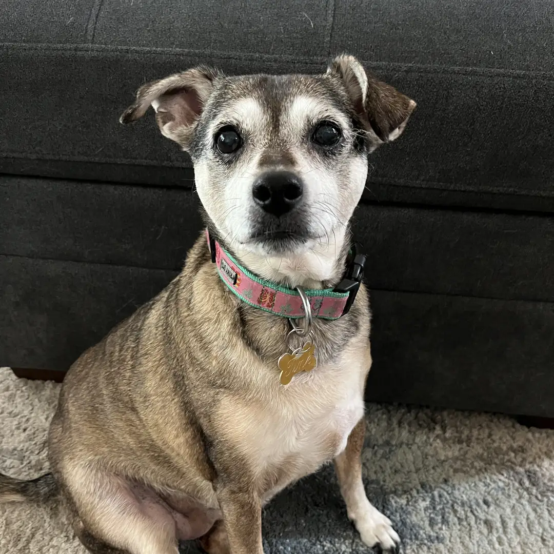 Three adults exercising in a modern gym, holding dumbbells in a high plank position while performing renegade rows; the person in front pulls a dumbbell upward as the others mirror the movement behind them.