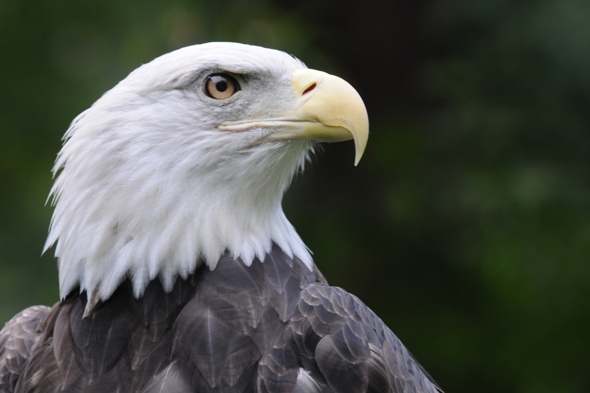 Sign for Carolina Raptor Center