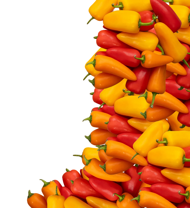 Close-up of a pile of small yellow, orange, and red mini bell peppers.