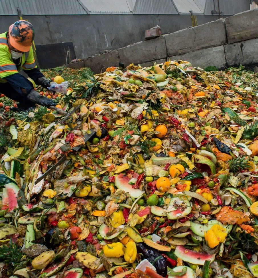 Person wearing protective gear sorting through a large pile of mixed fruit and vegetable waste at a composting site.