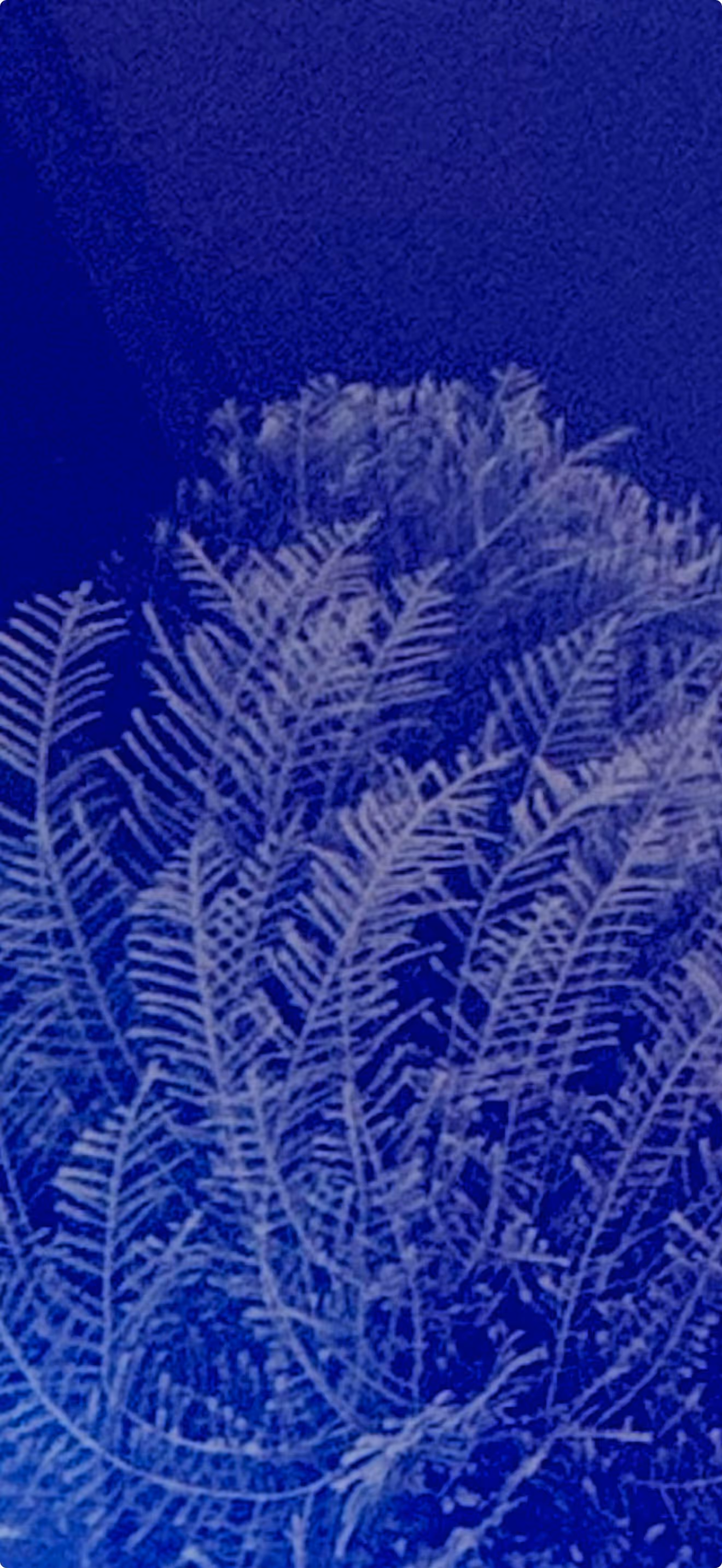 Close-up of delicate coral branches under blue ocean water.