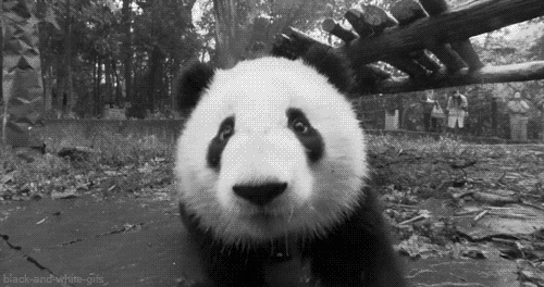 Close-up of a curious panda cub walking toward the camera in a natural enclosure.