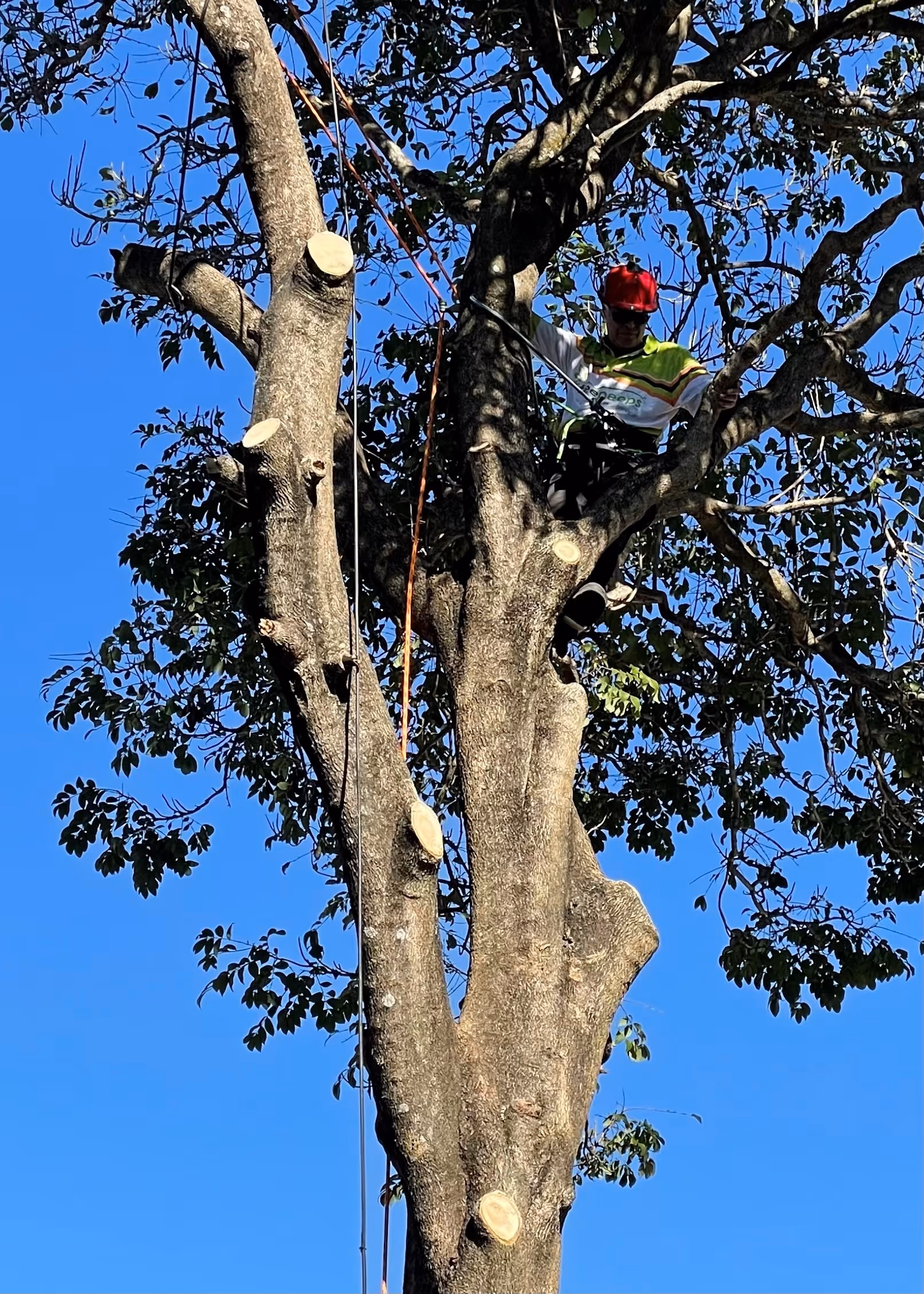 Tree service work at a Melbourne property