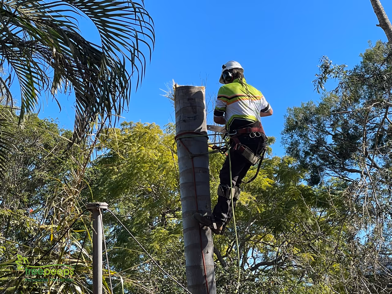 Tree removal work showing the site conditions that affect a quote