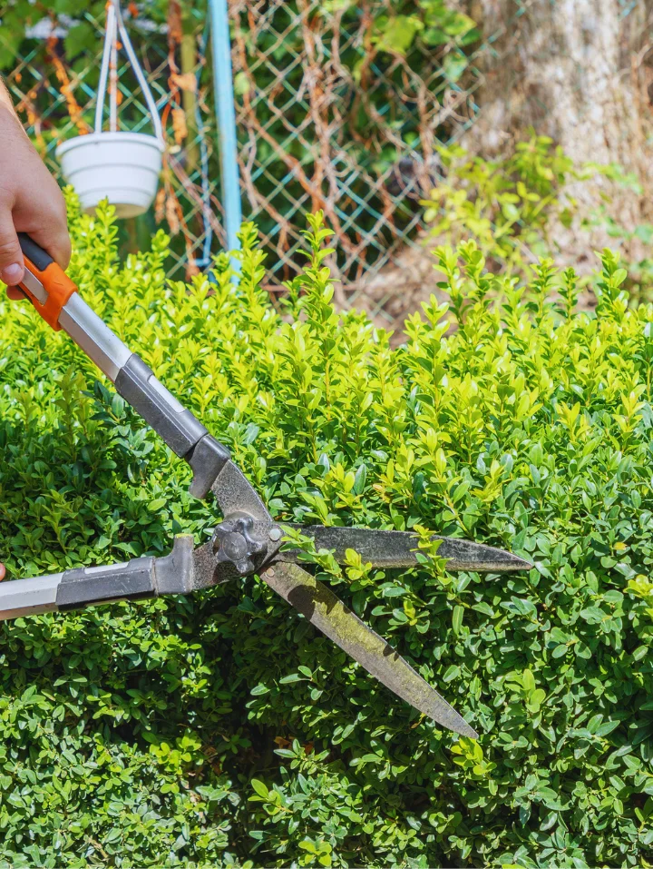 entretien des arbres et haies, 100% electrique, couper et tailler les arbres sur lys lez lannoy