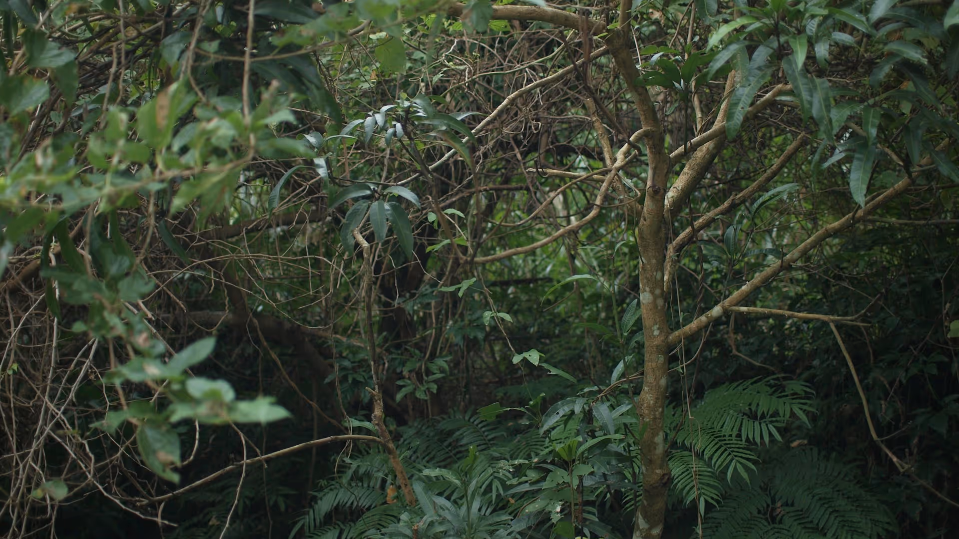Denso bosque tropical y exuberante vegetación en Hacienda La Danesa.