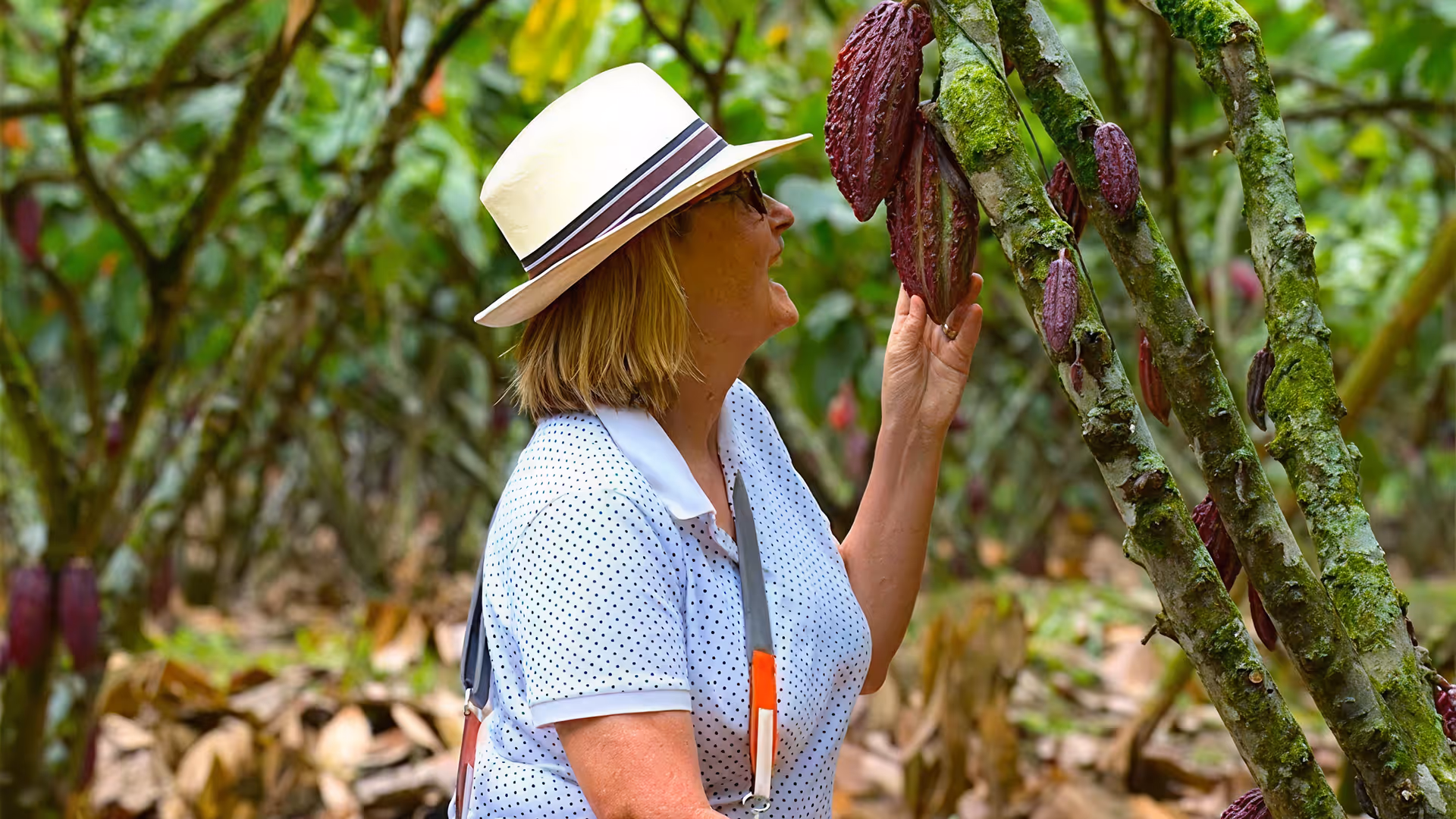 A visitor admiring cocoa pods growing on a tree at Hacienda La Danesa.