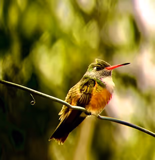 Colorful hummingbird perched on a branch in the wild at Hacienda La Danesa.