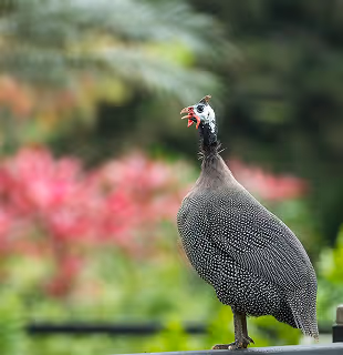 Wild helmeted guineafowl perched on a railing at Hacienda La Danesa.