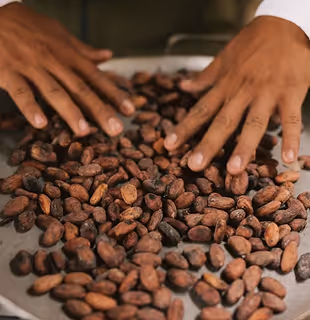 Manos manipulando granos de cacao tostados en Hacienda La Danesa.