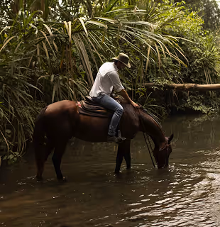 A rider guiding their horse to drink from a tropical river at Hacienda La Danesa.