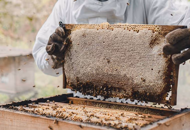 Apicultor cosechando miel fresca de colmenas en Hacienda La Danesa.