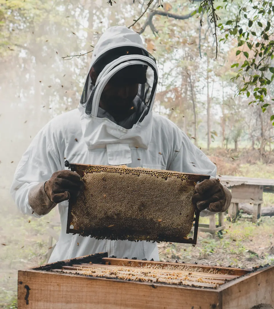 Beekeeper holding a hive frame at Hacienda La Danesa.