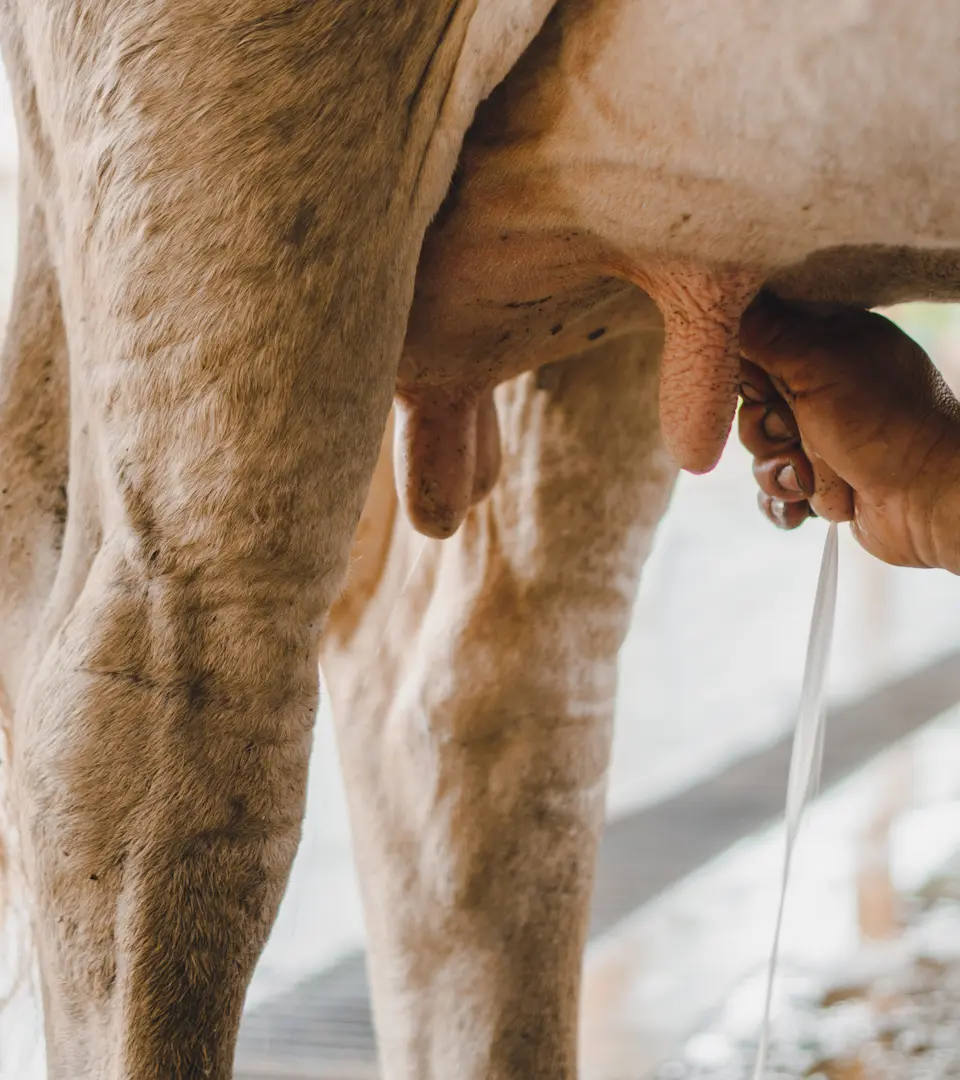 Close-up of traditional hand-milking a cow at Hacienda La Danesa.
