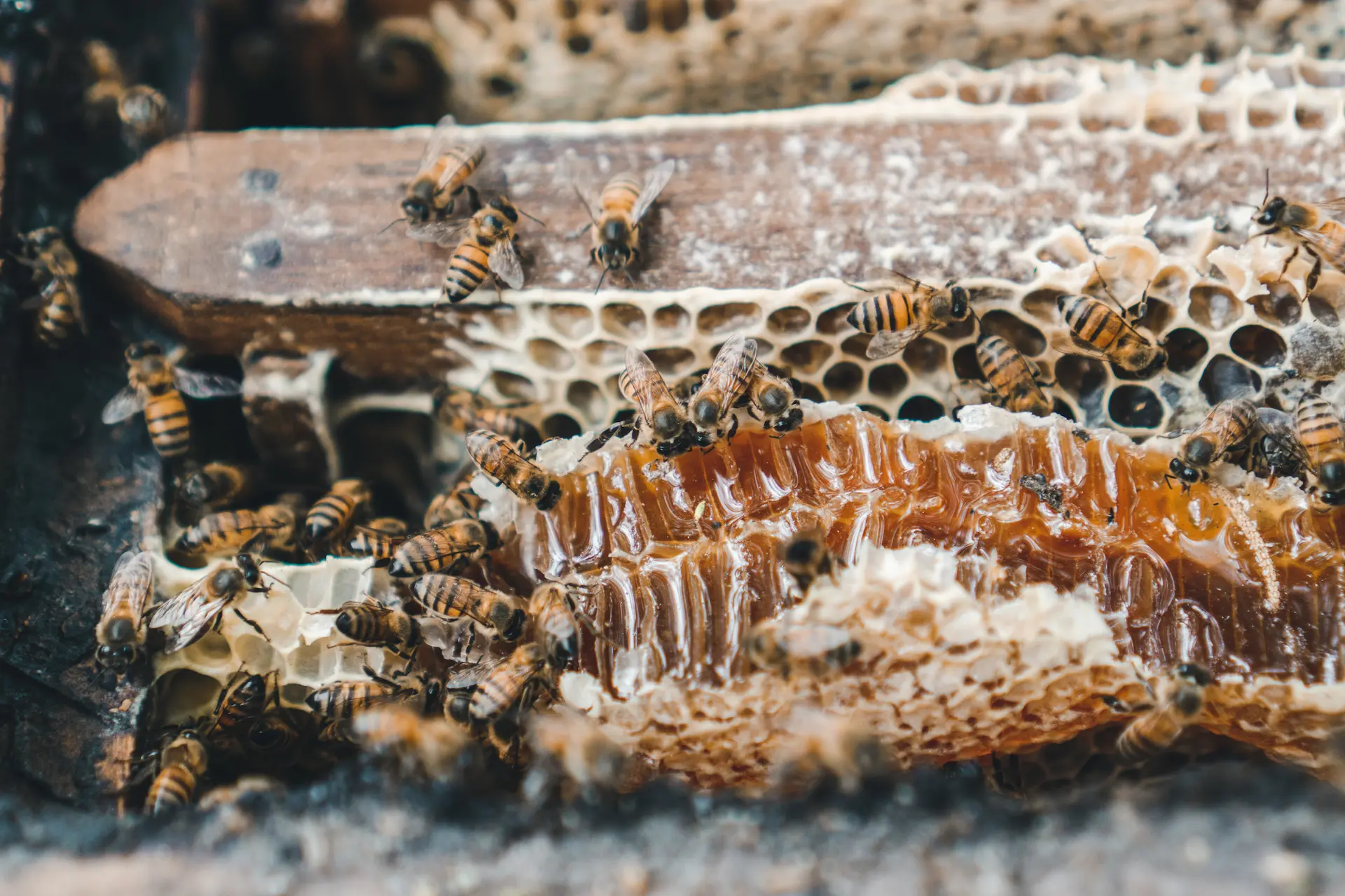 Close-up of bees and fresh honey at Hacienda La Danesa.