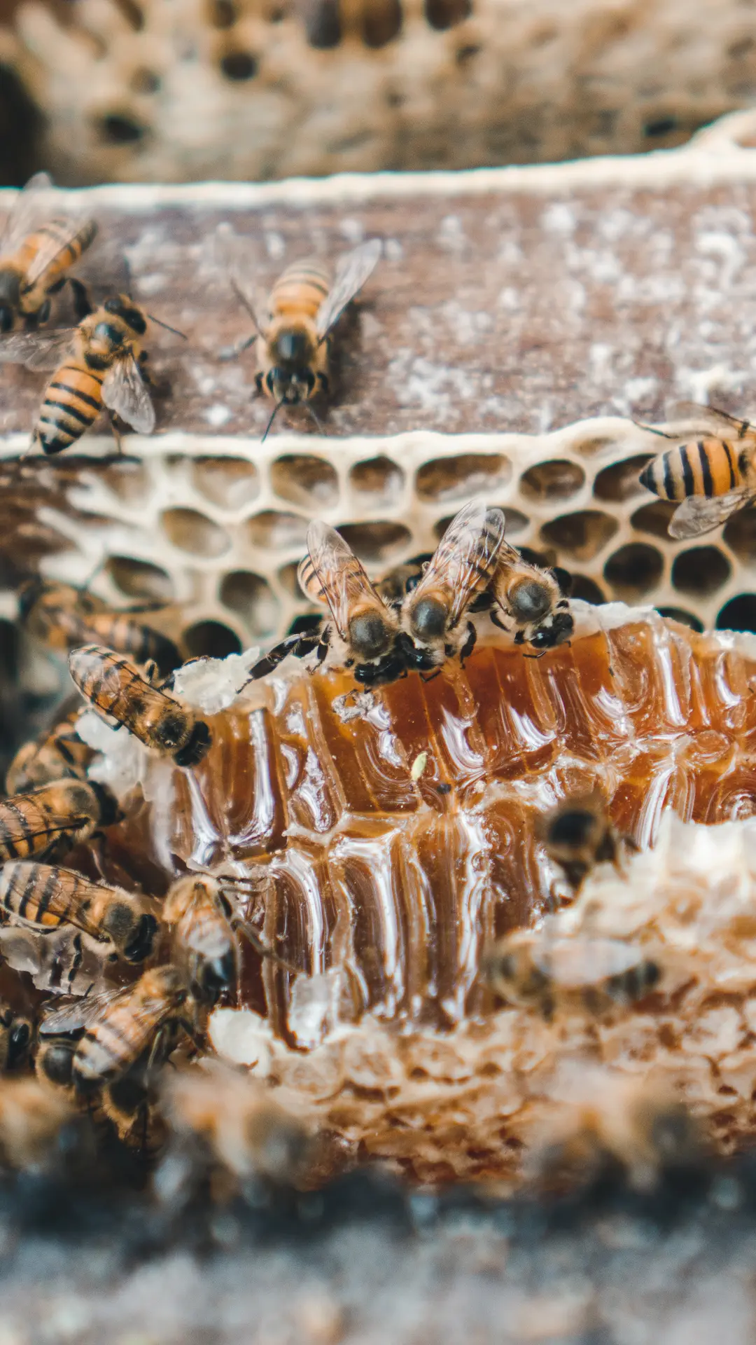 Close-up of bees and fresh honey at Hacienda La Danesa.