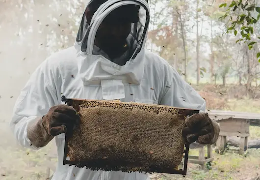 Preparing the bee smoker for beekeeping at Hacienda La Danesa.