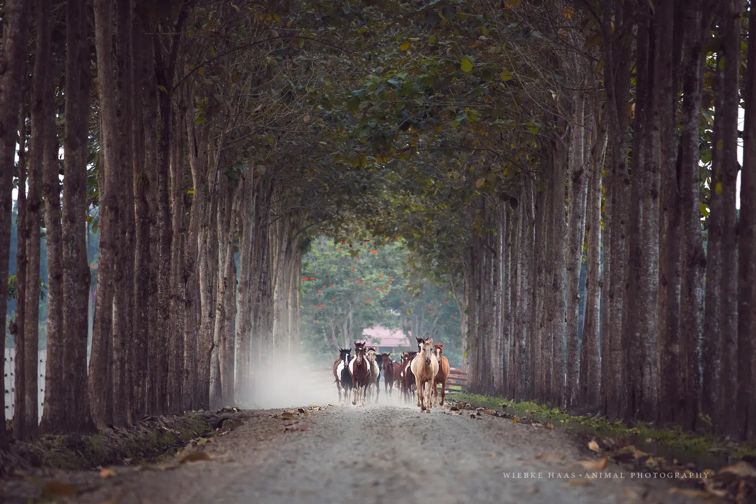 Horseback riders galloping along a shaded forest path at Hacienda La Danesa.