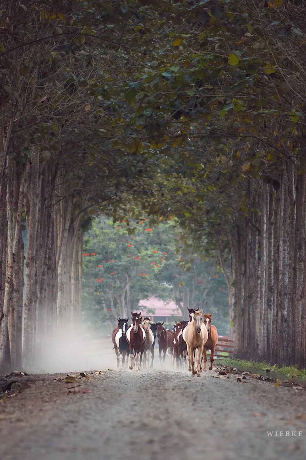 Horseback riders galloping along a shaded forest path at Hacienda La Danesa.