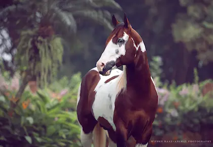 A portrait of a brown and white pinto horse with a long mane, standing among lush tropical foliage.