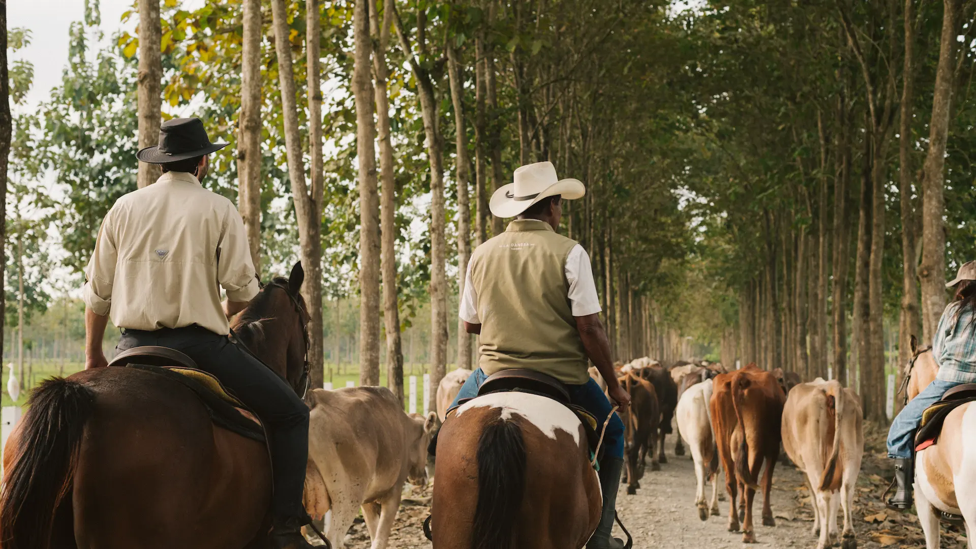 Rear view of a group of riders leading a herd of horses down a tree-lined path at Hacienda La Danesa.