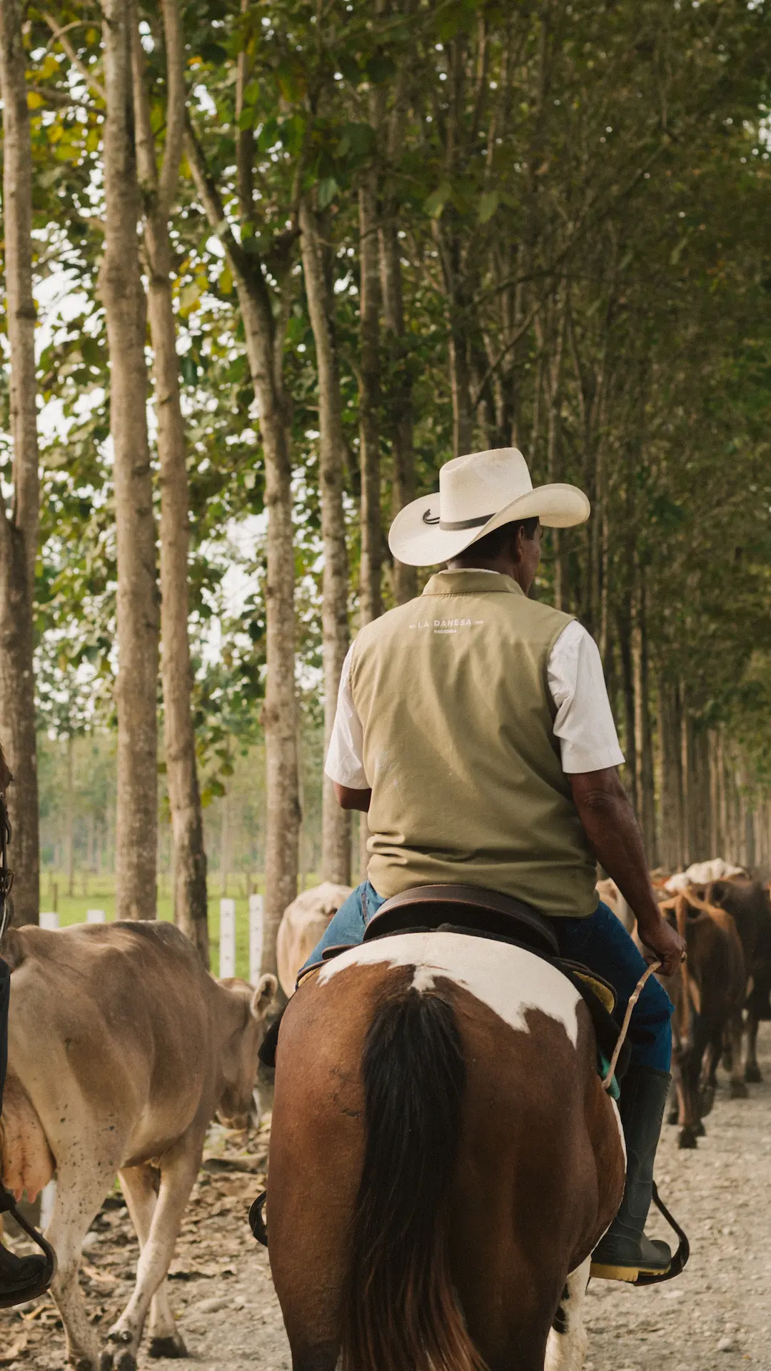 Rear view of a group of riders leading a herd of horses down a tree-lined path at Hacienda La Danesa.