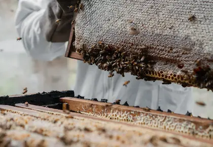 Inspecting a honey frame at Hacienda La Danesa.