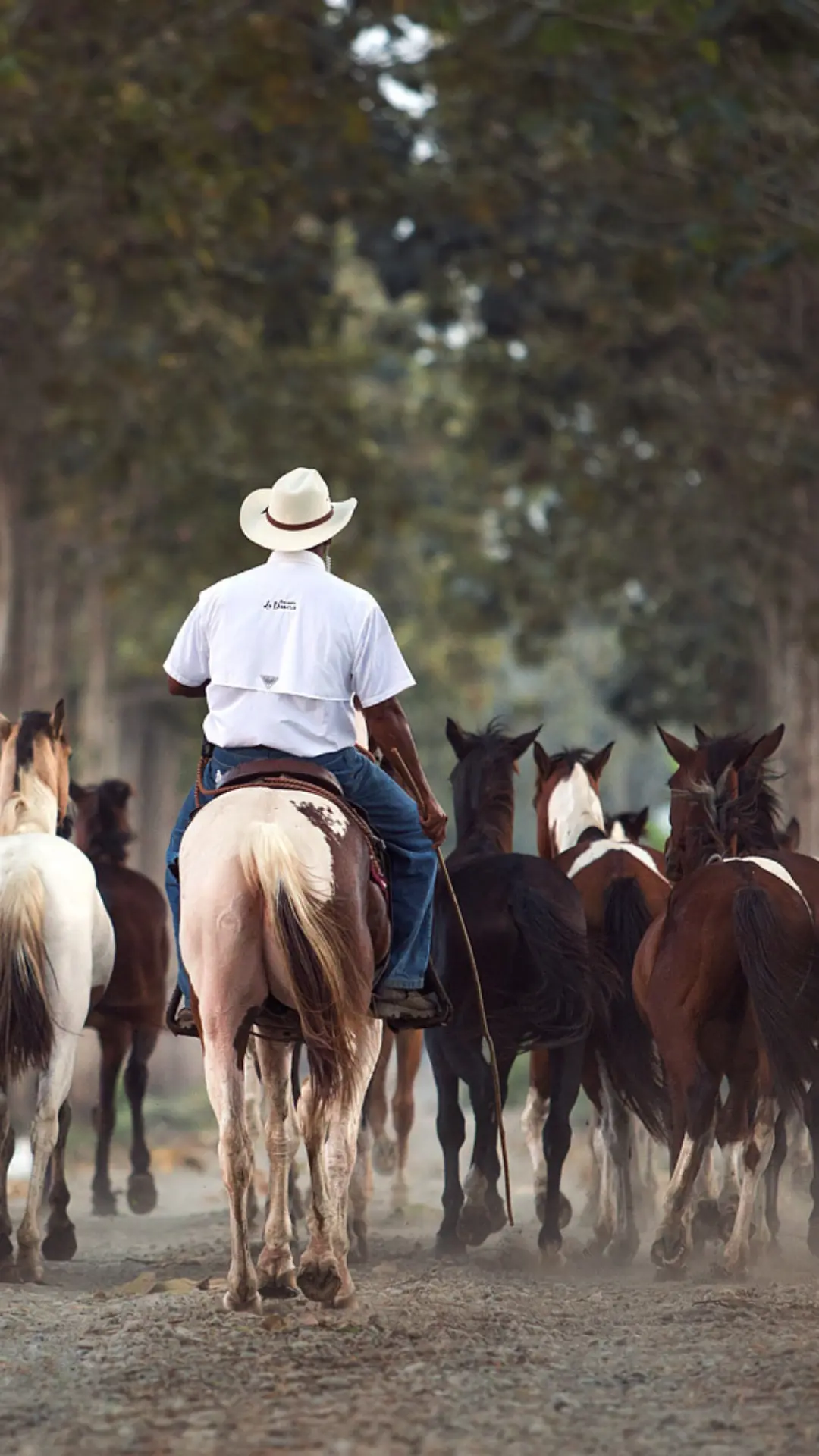 Hacienda La Danesa horseman leading a herd of pinto quarter horses along a tree-lined dirt path