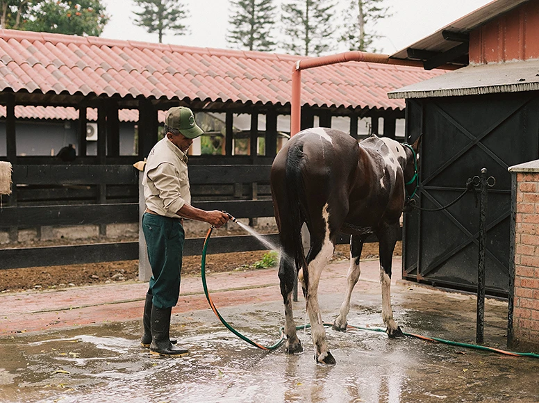 Groom hosing down a pinto quarter horse in the stables yard at Hacienda La Danesa