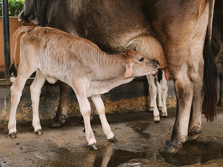 Newborn calf nursing from its mother in the dairy barn of Hacienda La Danesa working farm