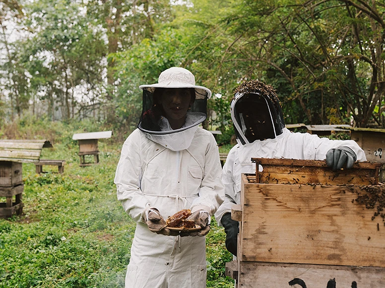 Two beekeepers in protective suits harvesting honeycomb from a hive at Hacienda La Danesa
