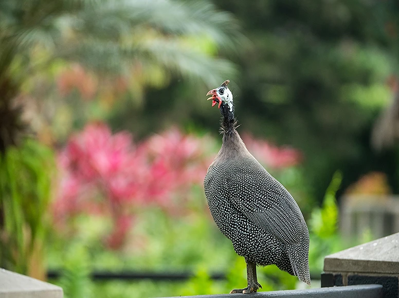 Wild guinea fowl calling out in the tropical gardens of Hacienda La Danesa, Ecuador