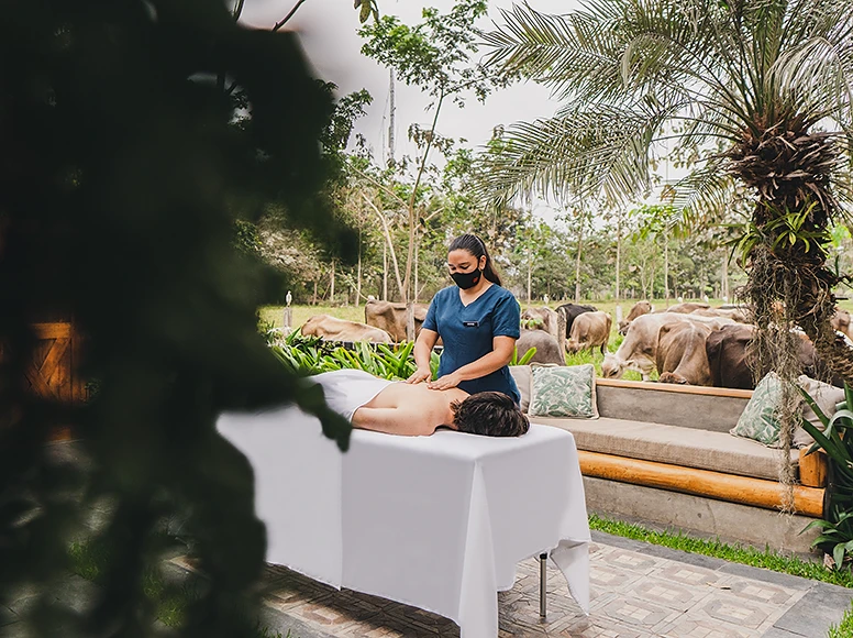 Outdoor back massage at Hacienda La Danesa with grazing cattle in the background