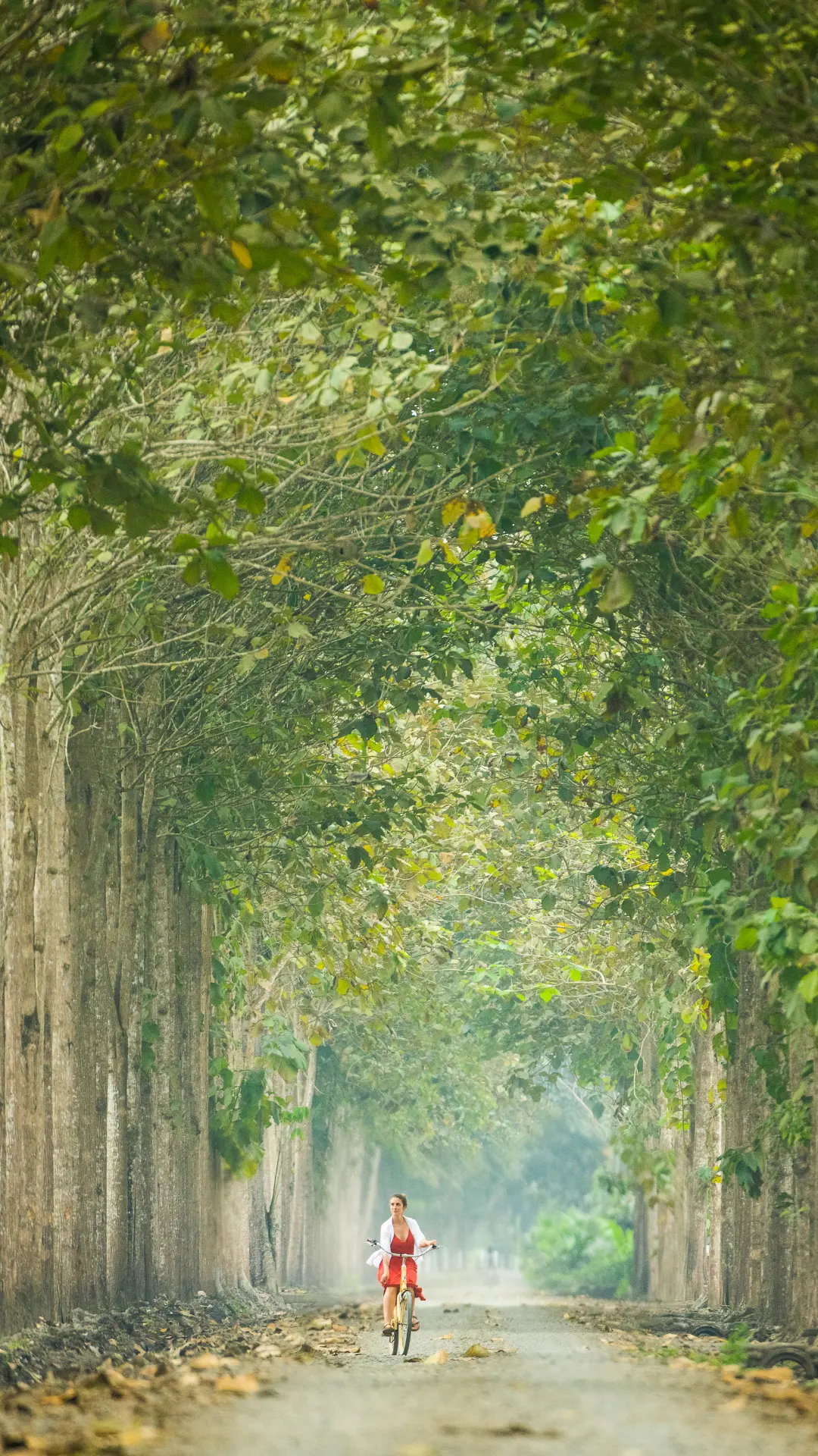 Un ciclista recorre un camino de tierra a través de una majestuosa avenida de árboles de teca, donde troncos altos y ramas arqueadas crean un túnel verde y frondoso en lo alto.