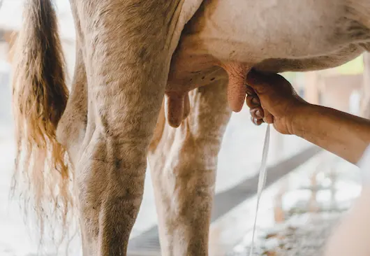 Primer plano de manos ordeñando una vaca lechera en la hacienda ganadera de Hacienda La Danesa