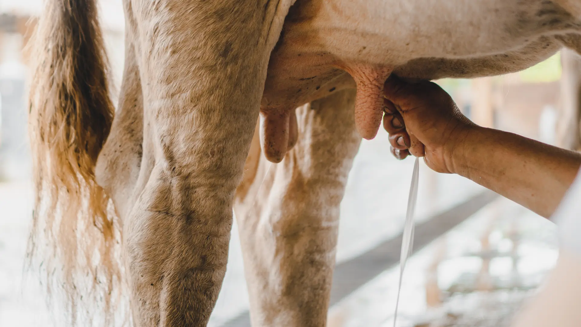 Colaborador de Hacienda La Danesa ordeñando una vaca mientras los huéspedes observan en los jardines tropicales