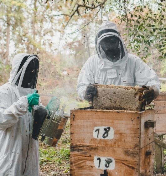 Beekeeper inspecting a honeycomb during The Beekeeping Experience at Hacienda La Danesa