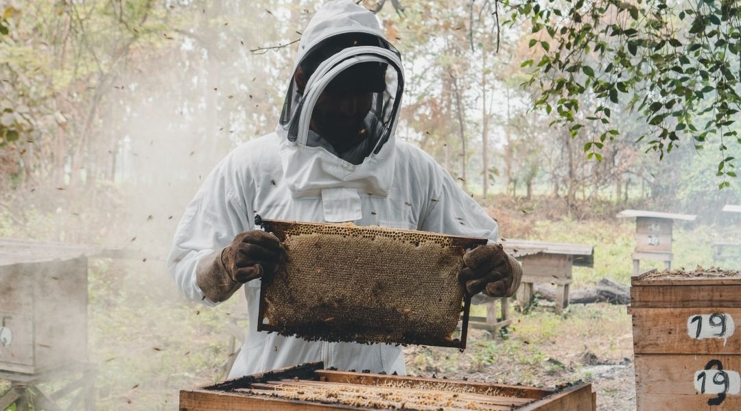 Guest beekeeper holding a honeycomb during a guided beekeeping experience at Hacienda La Danesa