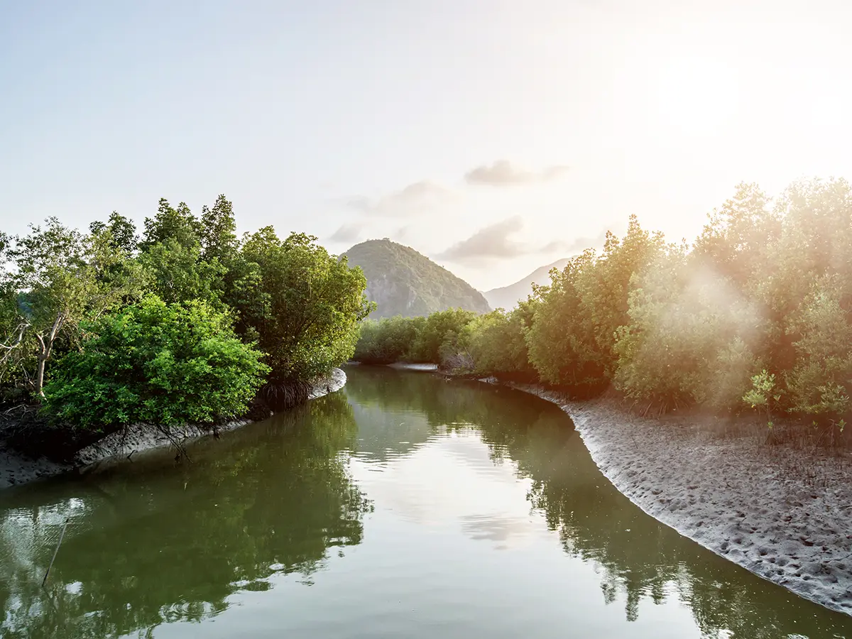 Calm river surrounded by dense green mangrove trees with mountains in the distance under a bright sky.