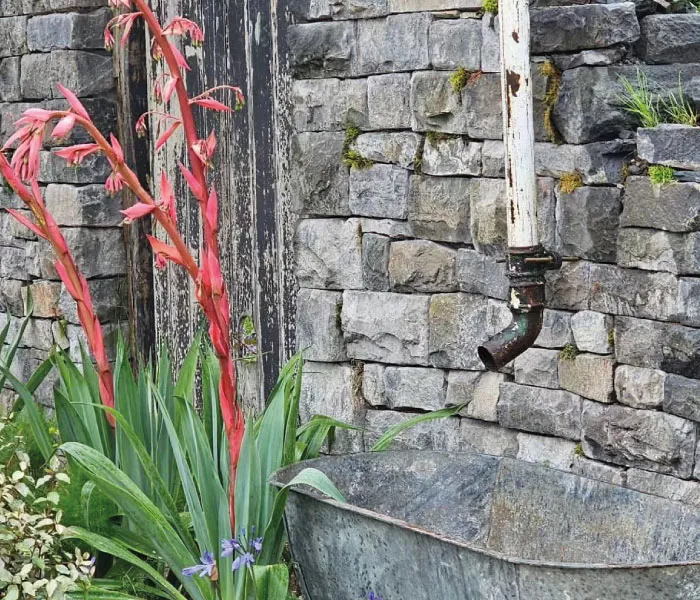 Rustic stone wall with an old white drainpipe above a weathered metal basin surrounded by green plants and red flowers.