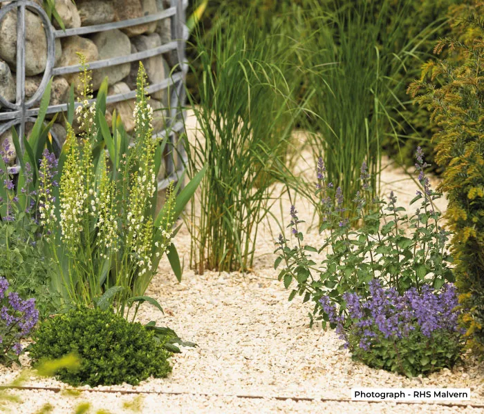 Garden path lined with white gravel and bordered by green and purple flowering plants beside a stone wall.