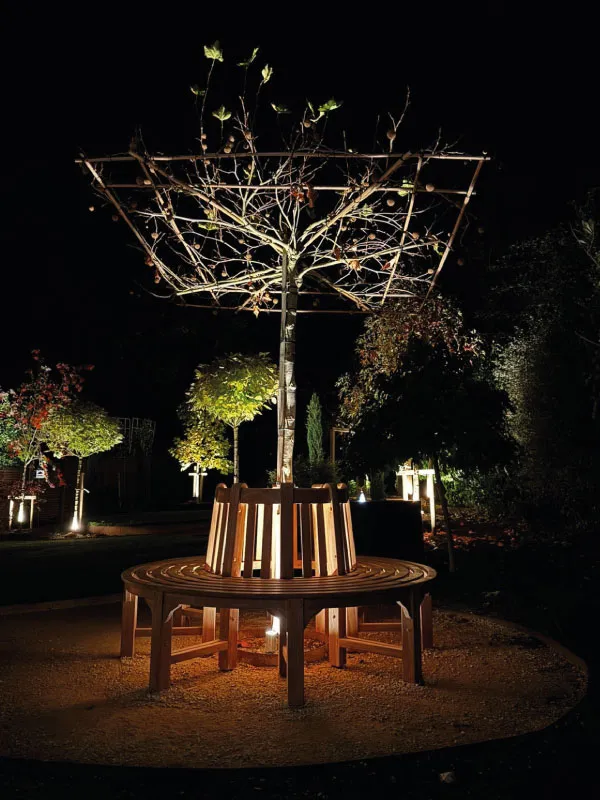 Circular wooden bench surrounding a small tree with bare branches and some leaves, illuminated at night in a garden.
