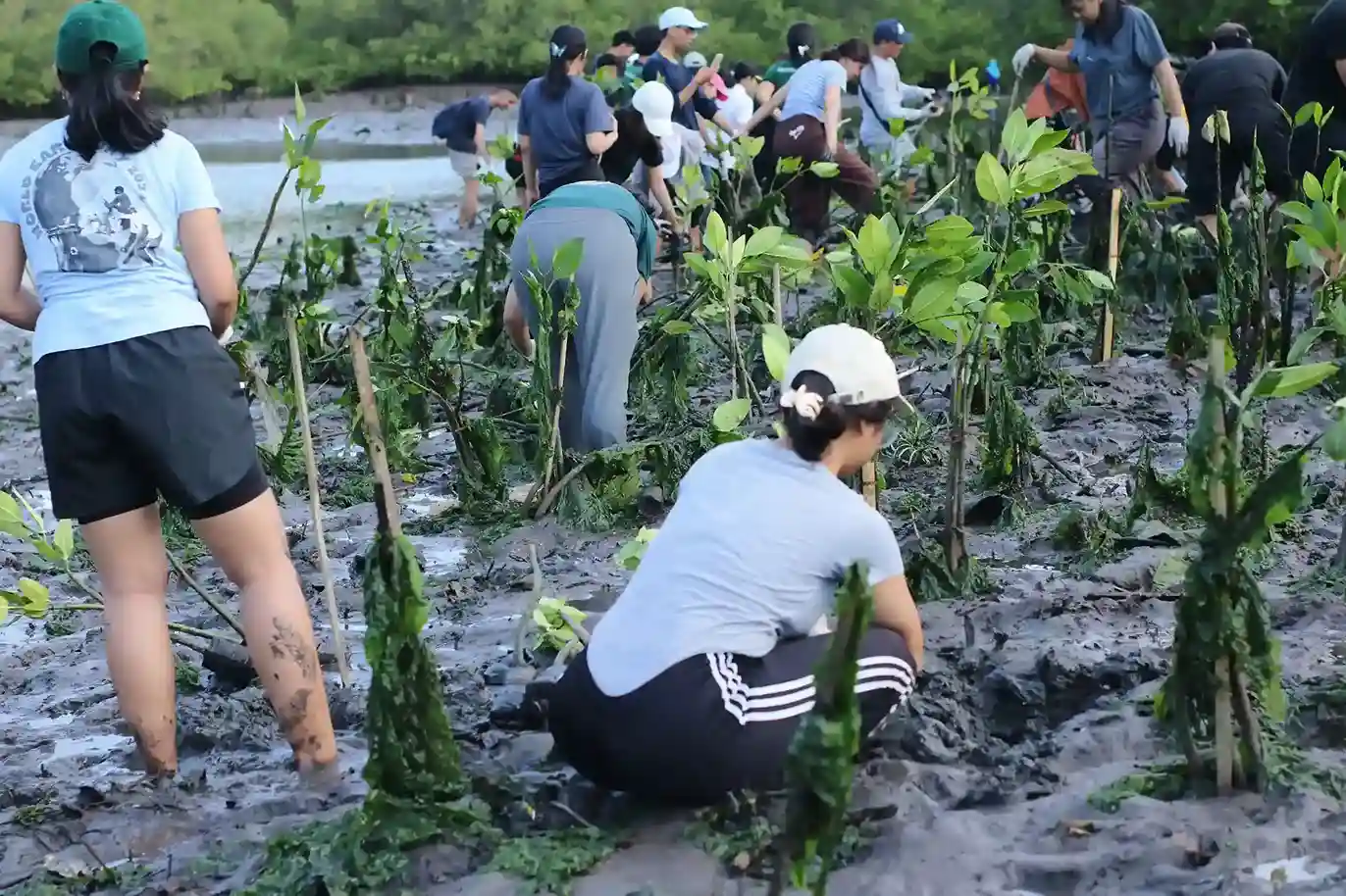 Volunteers planting 260 mangrove trees in coastal mudflats to restore ocean ecosystem health