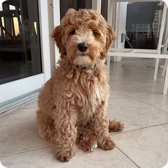 Curly-haired brown and white puppy sitting on a tiled floor indoors near glass doors and white furniture.